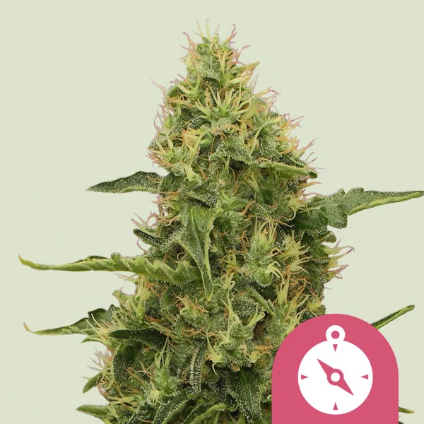 Northern Light - feminiserede skunkfrø | Royal Queen Seeds