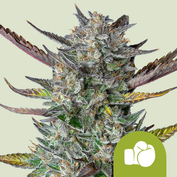 Purple Punch - CBD autoblomstrende skunkfrø | Royal Queen Seeds