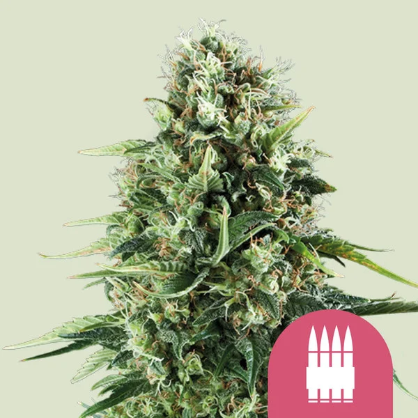 Royal AK - feminiserede skunkfrø | Royal Queen Seeds