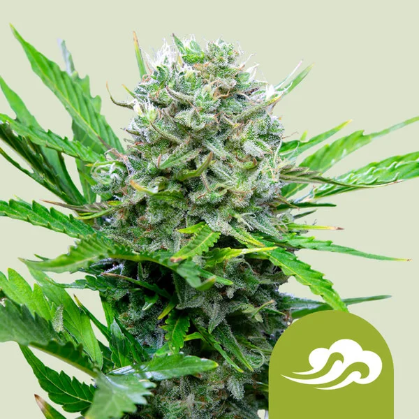 Royal Bluematic - autoblomstrende skunkfrø | Royal Queen Seeds
