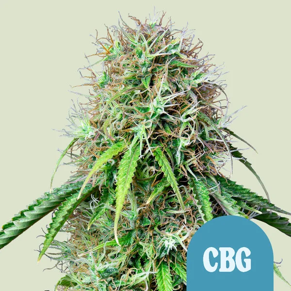 Royal CBG - CBD autoblomstrende skunkfrø | Royal Queen Seeds