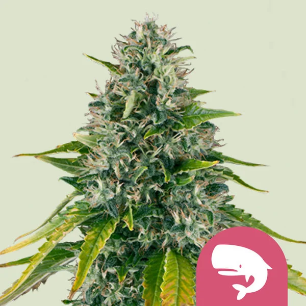 Royal Moby - feminiserede skunkfrø | Royal Queen Seeds