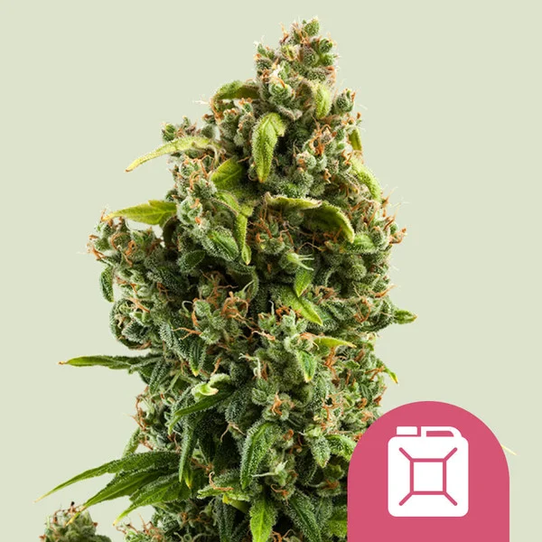 Sour Diesel - feminiserede skunkfrø | Royal Queen Seeds