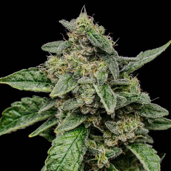 Sour Diesel - feminiserede skunkfrø | Royal Queen Seeds - Billede 5