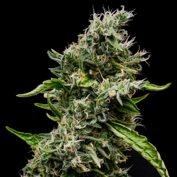 Sour Diesel - feminiserede skunkfrø | Royal Queen Seeds - Billede 2