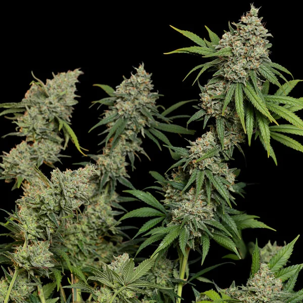 Sour Diesel - feminiserede skunkfrø | Royal Queen Seeds - Billede 4