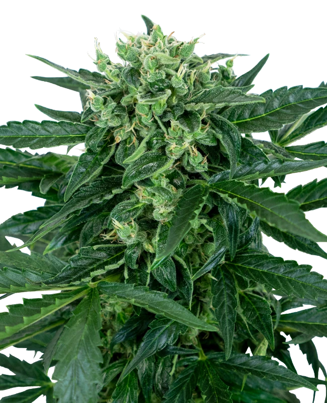 Sensi Amnesia - Autoblomstrende skunkfrø | Sensi Seeds