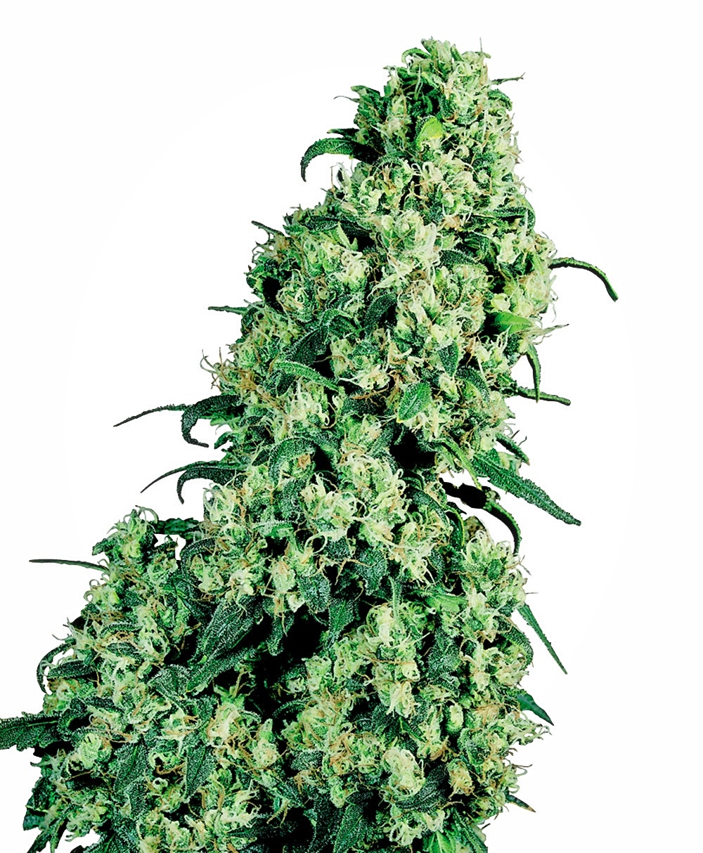 Skunk #1 - Regulære skunkfrø | Sensi Seeds