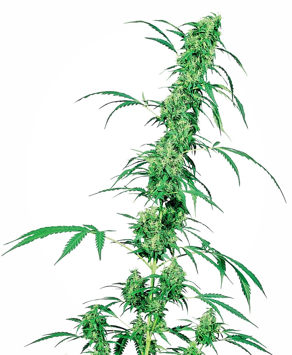 Fruity Juice - 10 stk. Regulære skunkfrø | Sensi Seeds