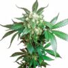 Black Domina - Regulære skunkfrø | Sensi Seeds