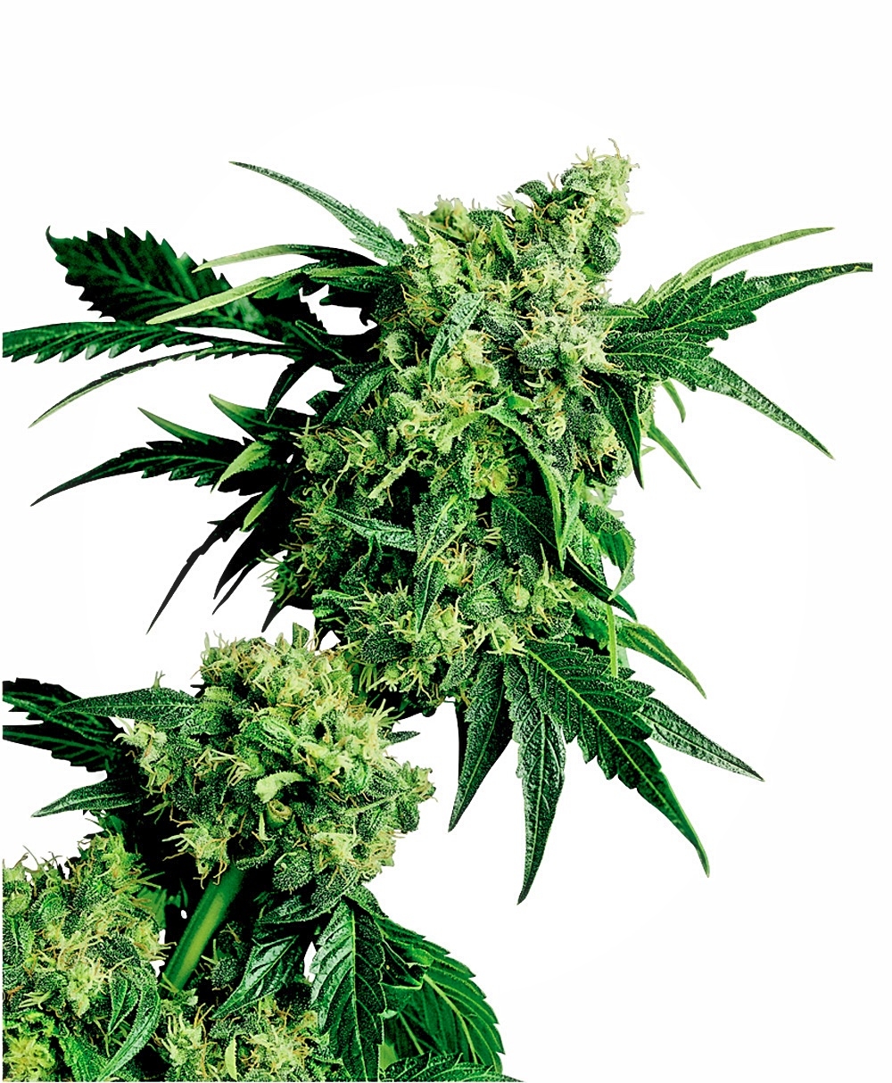 Mr Nice G13 x Hash Plant - Regulære skunkfrø | Sensi Seeds