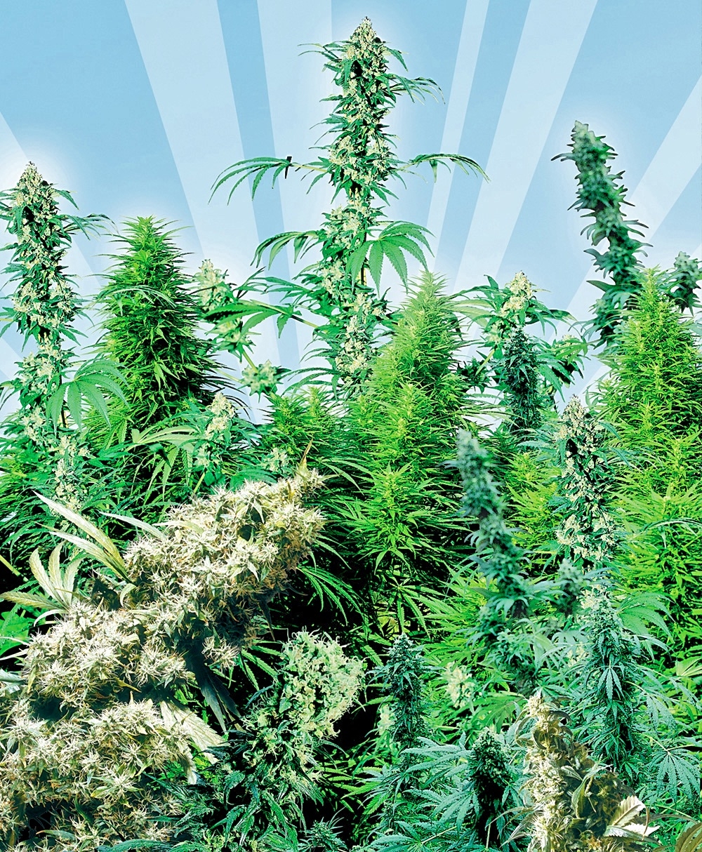 Outdoor Mix - 25 stk. Regulære skunkfrø | Sensi Seeds