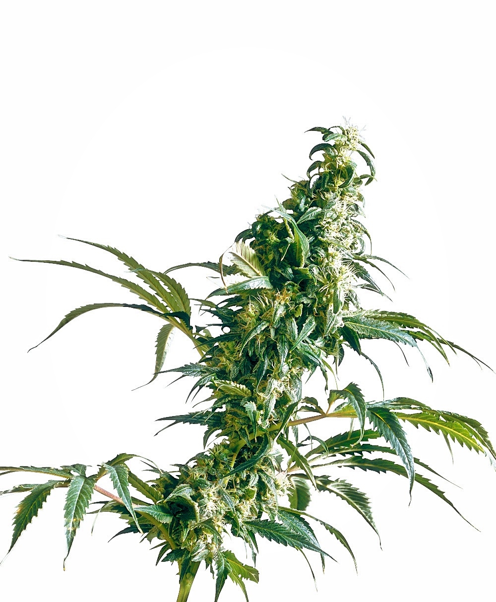 Mexican Sativa - Regulære skunkfrø | Sensi Seeds