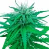 Ruderalis Indica - 10 stk. Regulære skunkfrø | Sensi Seeds