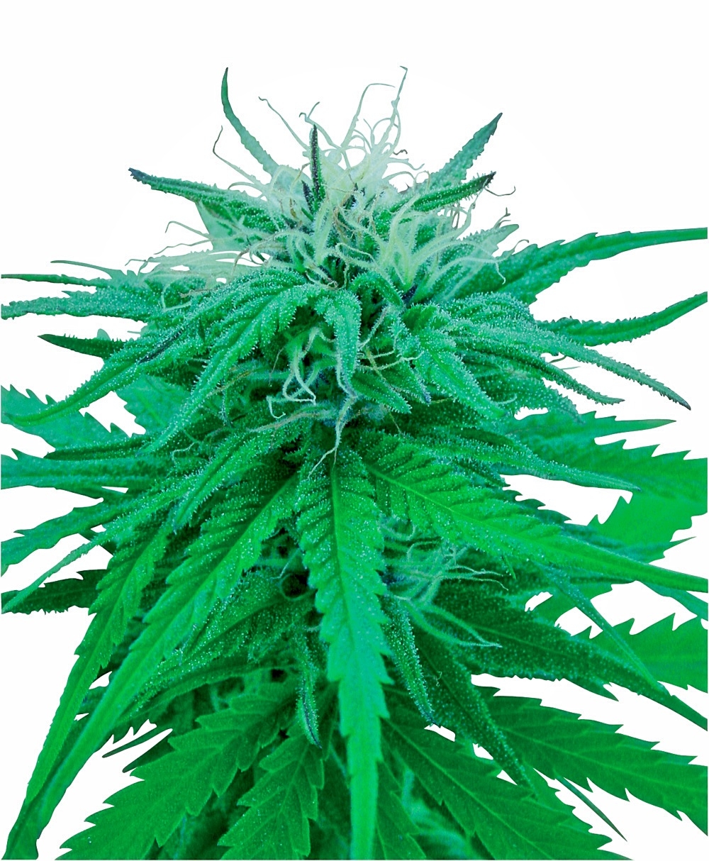 Ruderalis Indica - 10 stk. Regulære skunkfrø | Sensi Seeds
