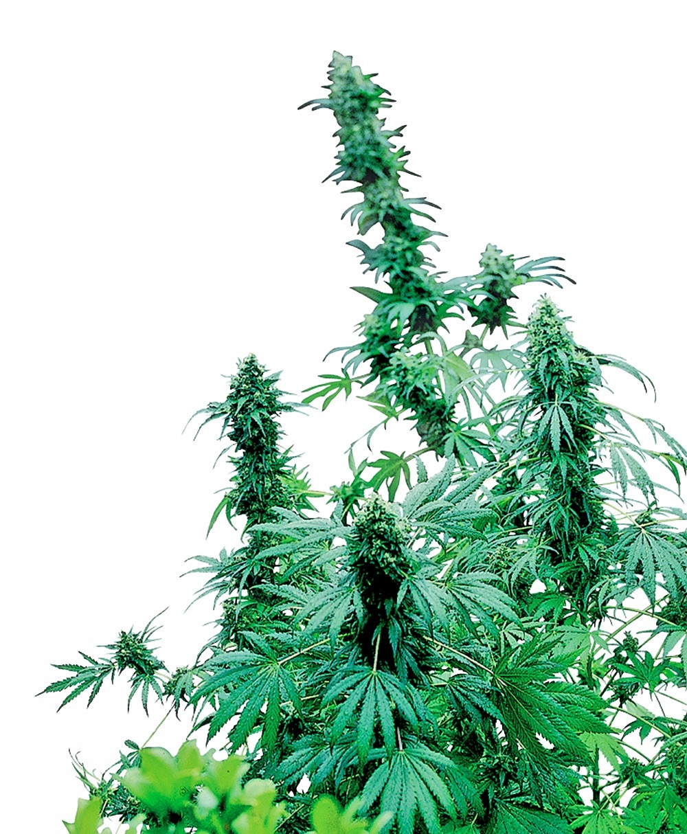 Early Skunk - Regulære skunkfrø | Sensi Seeds