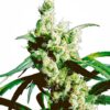 Silver Haze - Regulære skunkfrø | Sensi Seeds
