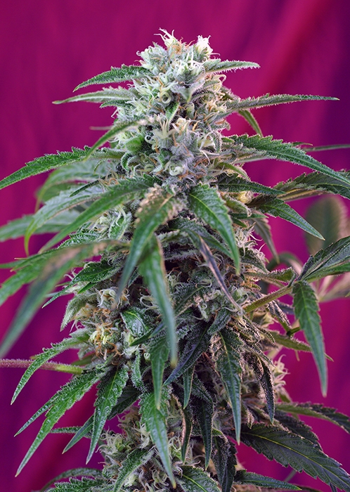 Green Poison Auto | Autoblomstrende skunkfrø - Sweet Seeds