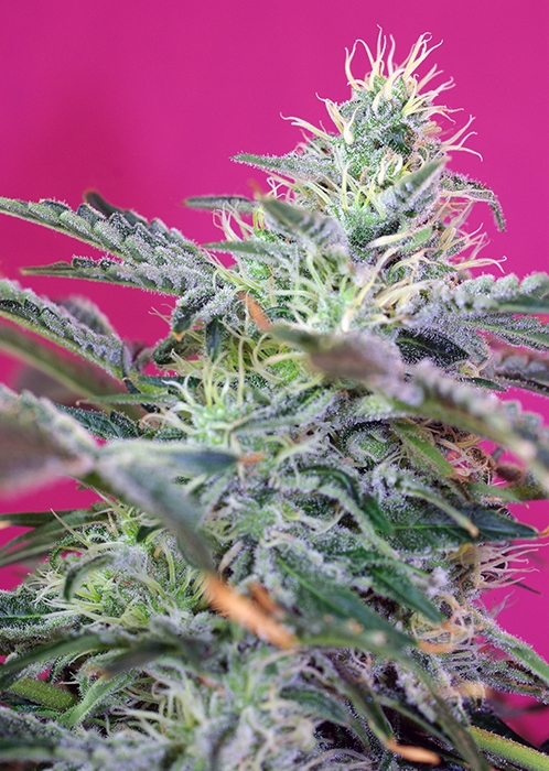 Sweet Cheese | Autoblomstrende skunkfrø - Sweet Seeds