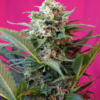 Big Devil XL | Autoblomstrende skunkfrø - Sweet Seeds
