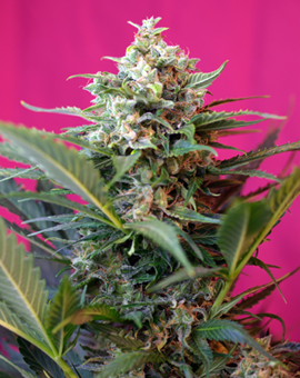 Big Devil XL | Autoblomstrende skunkfrø - Sweet Seeds