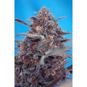 Devil Cream | Autoblomstrende skunkfrø - Sweet Seeds