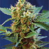 Cream Mandarine XL | Autoblomstrende skunkfrø - Sweet Seeds