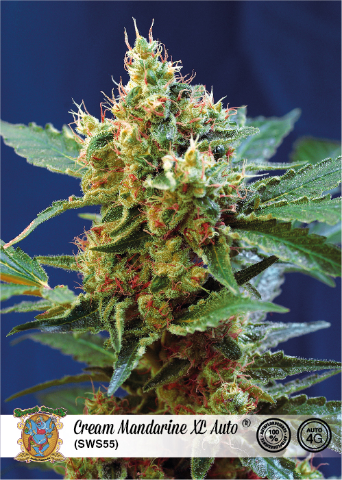 Cream Mandarine XL | Autoblomstrende skunkfrø - Sweet Seeds