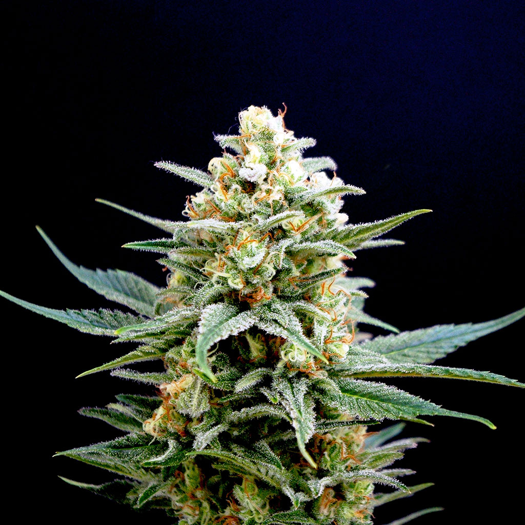 Kritikal-K | Feminiserede skunkfrø - Kannabia Seeds