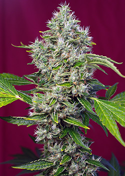 San Fernando Lemon Kush | Feminiserede skunkfrø - Sweet Seeds