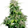 California Indica - Feminiserede skunkfrø | Sensi Seeds