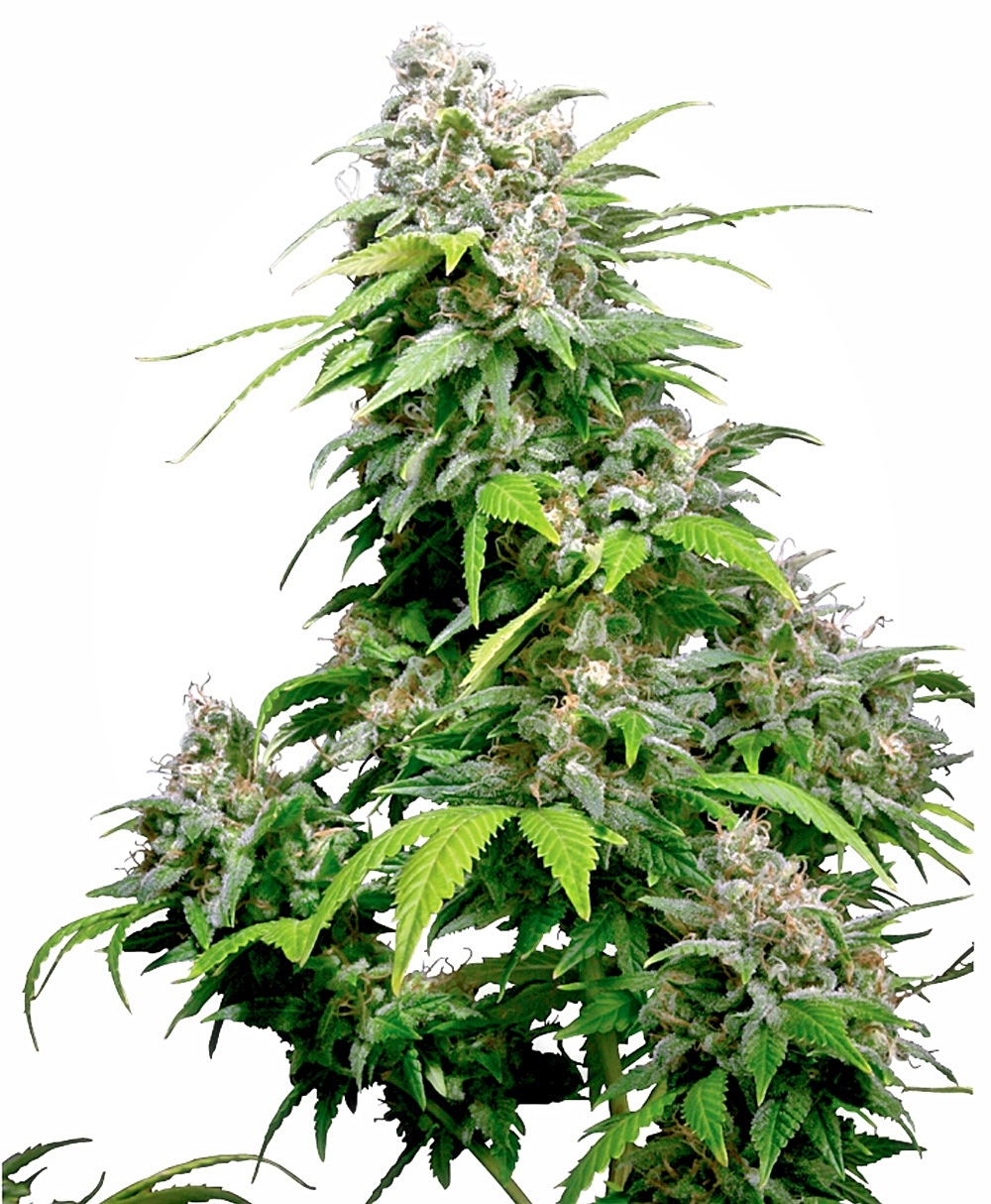 California Indica - Feminiserede skunkfrø | Sensi Seeds