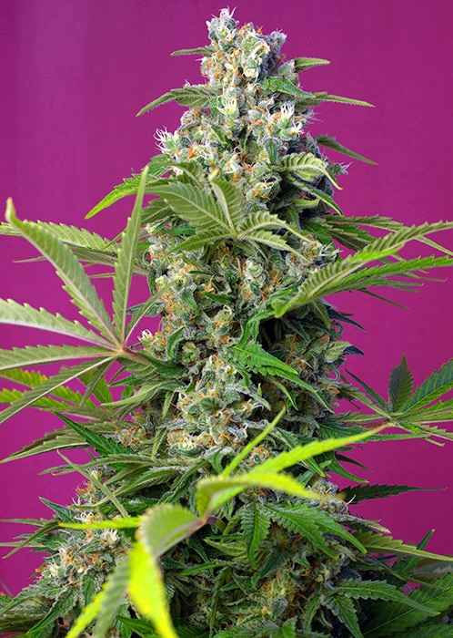 Gorilla Girl | Feminiserede skunkfrø - Sweet Seeds