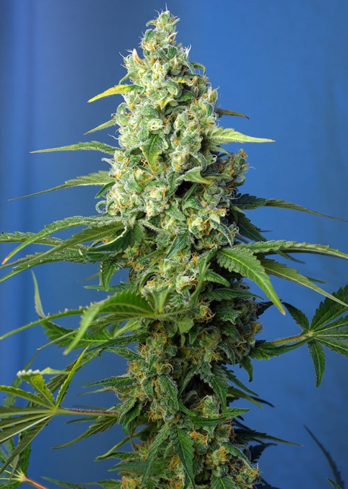 Honey Peach CBD | Autoblomstrende skunkfrø - Sweet Seeds