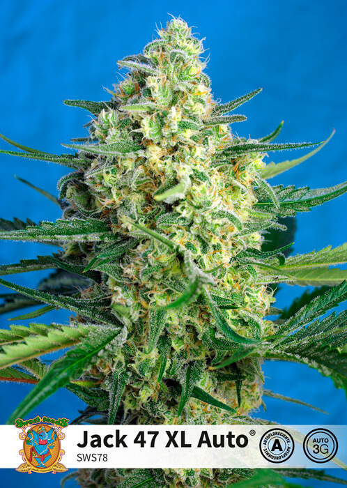 Jack 47 XL | Autoblomstrende skunkfrø - Sweet Seeds