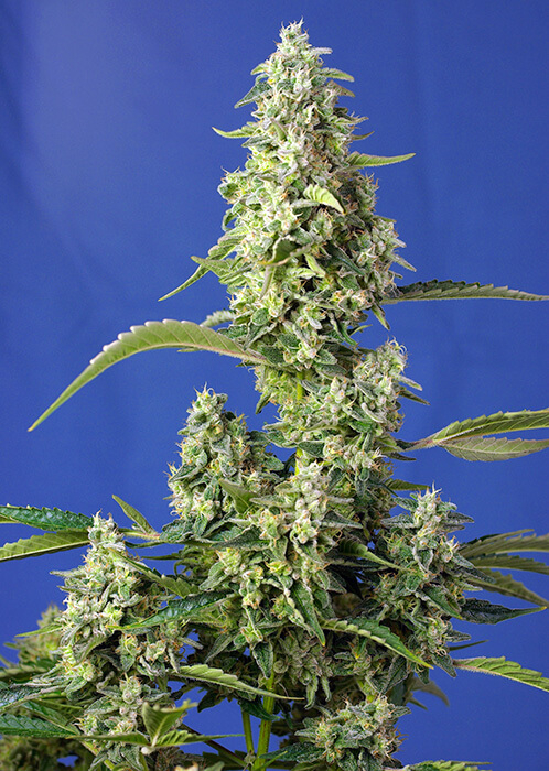 Gorilla Girl XL | Autoblomstrende skunkfrø - Sweet Seeds