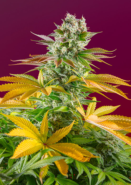Gorilla Girl F1 FAST | Feminiserede skunkfrø - Sweet Seeds