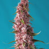 Red Pure CBD | Autoblomstrende skunkfrø - Sweet Seeds
