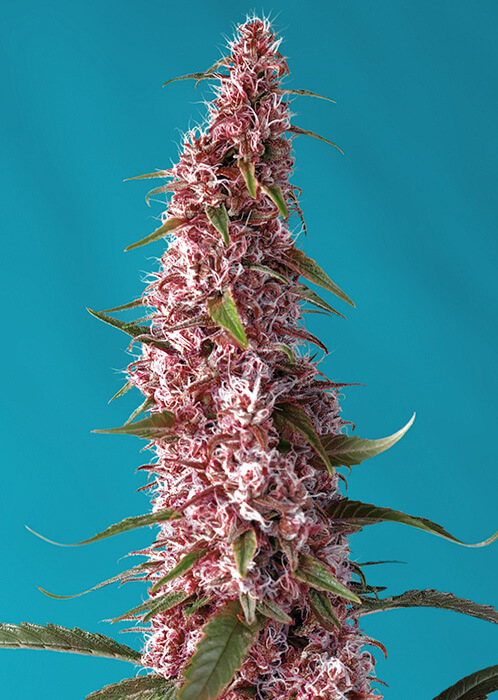 Red Pure CBD | Autoblomstrende skunkfrø - Sweet Seeds