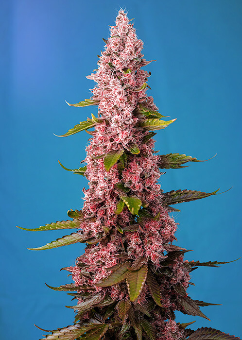Red Hot Cookies | Feminiserede skunkfrø - Sweet Seeds