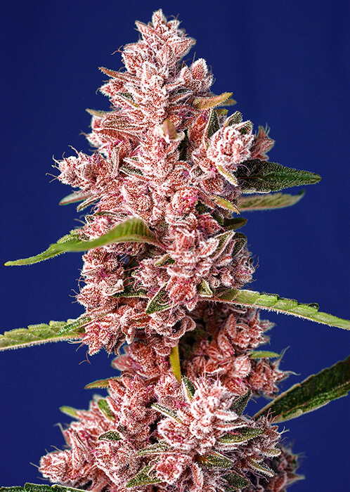 Tropicanna Poison F1 FAST | Feminiserede skunkfrø - Sweet Seeds