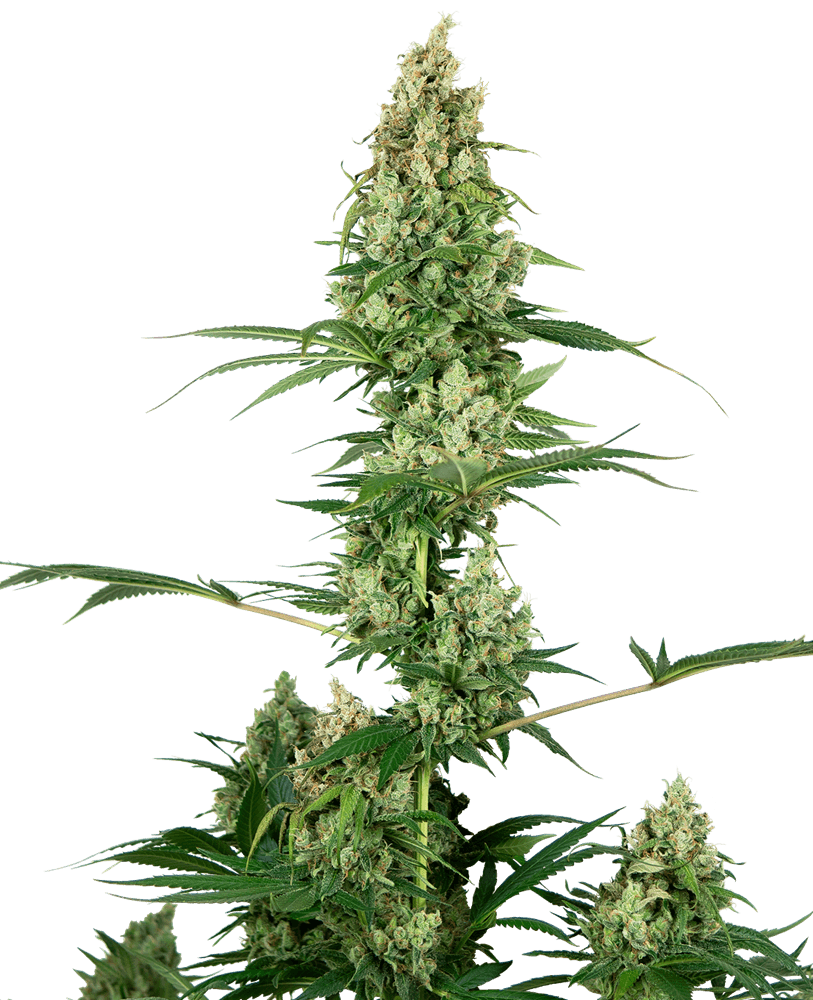 Silver Fire - Feminiserede skunkfrø | Sensi Seeds