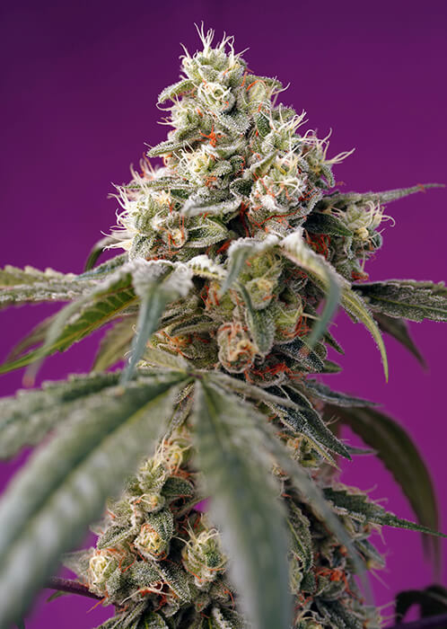 Bruce Banner | Autoblomstrende skunkfrø - Sweet Seeds