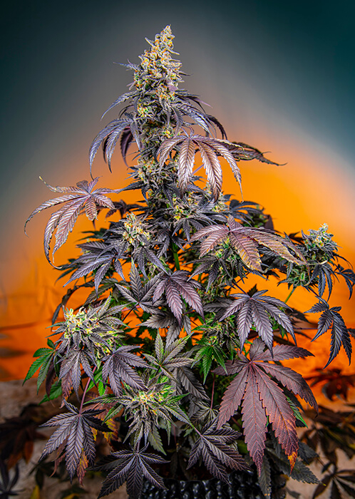 Red Gorilla Girl XL | Autoblomstrende skunkfrø - Sweet Seeds