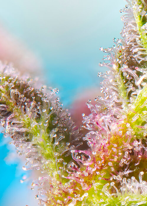 Purple Punch OG | Feminiserede skunkfrø - Sweet Seeds