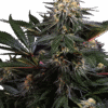 Lockdown Kush - Feminiserede skunkfrø | Sensi Seeds
