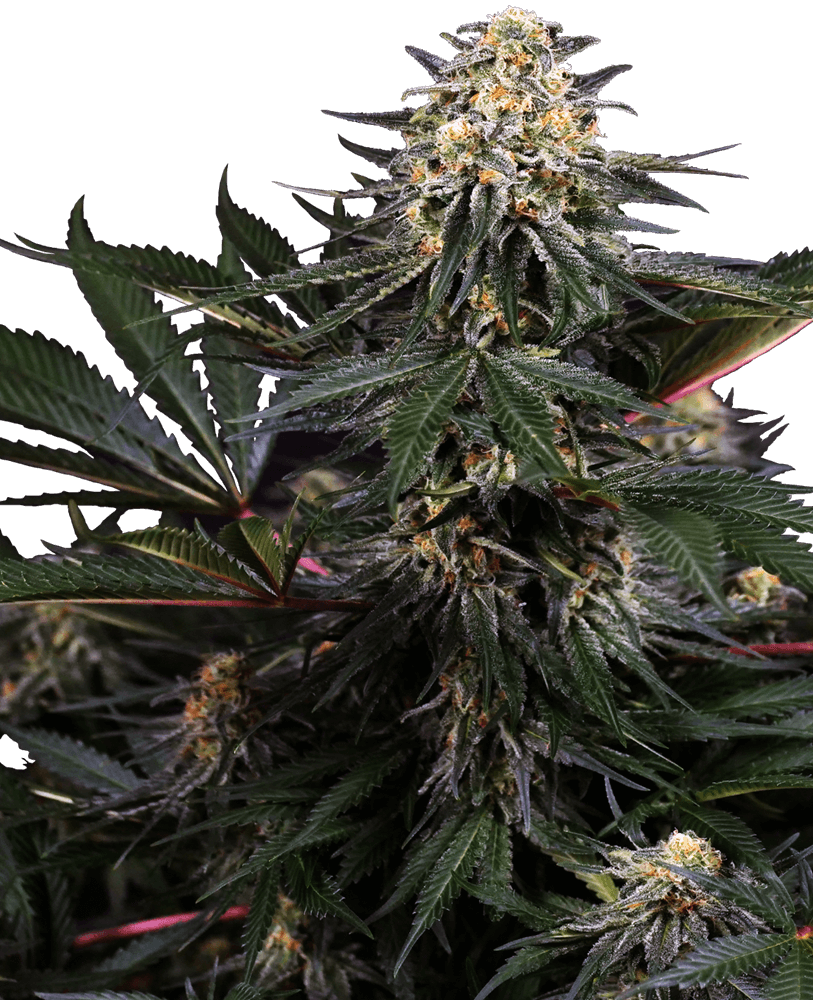 Lockdown Kush - Feminiserede skunkfrø | Sensi Seeds