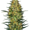 Caramellow Kush - Autoblomstrende skunkfrø | Sensi Seeds