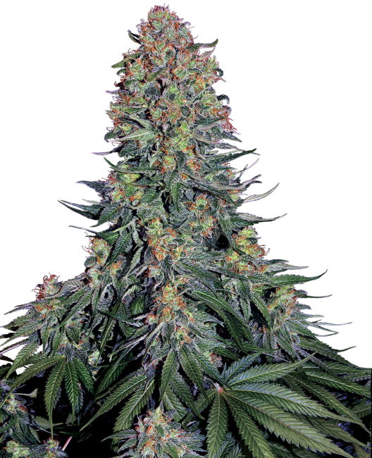 Blue Skunk - Feminiserede skunkfrø | Sensi Seeds