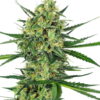 Tangerine Sugar - Feminiserede skunkfrø | Sensi Seeds